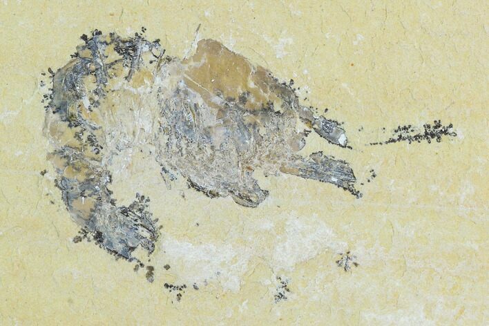 Cretaceous Fossil Shrimp - Lebanon #123889